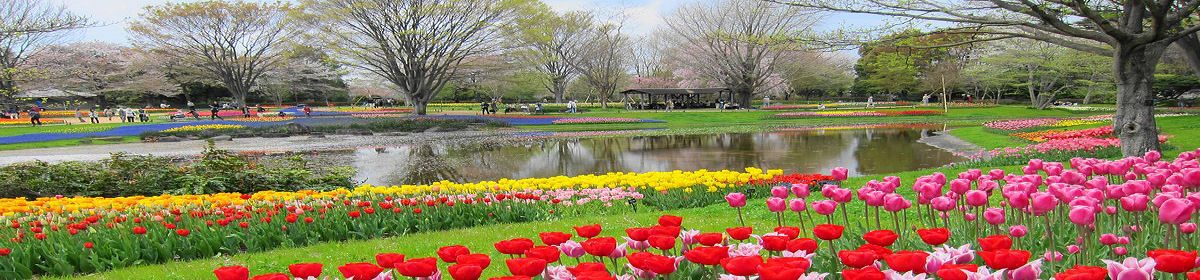 多摩桜友会